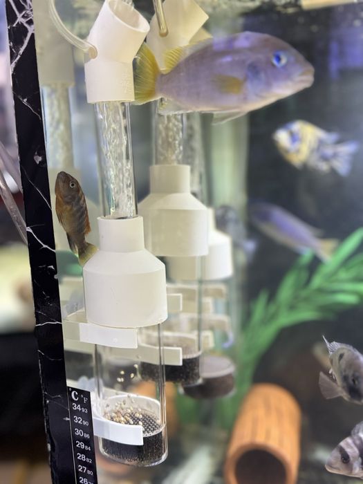 Inkubator akvarium baliqlari uchun