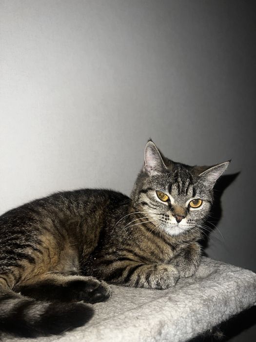 Отдам серую кошку