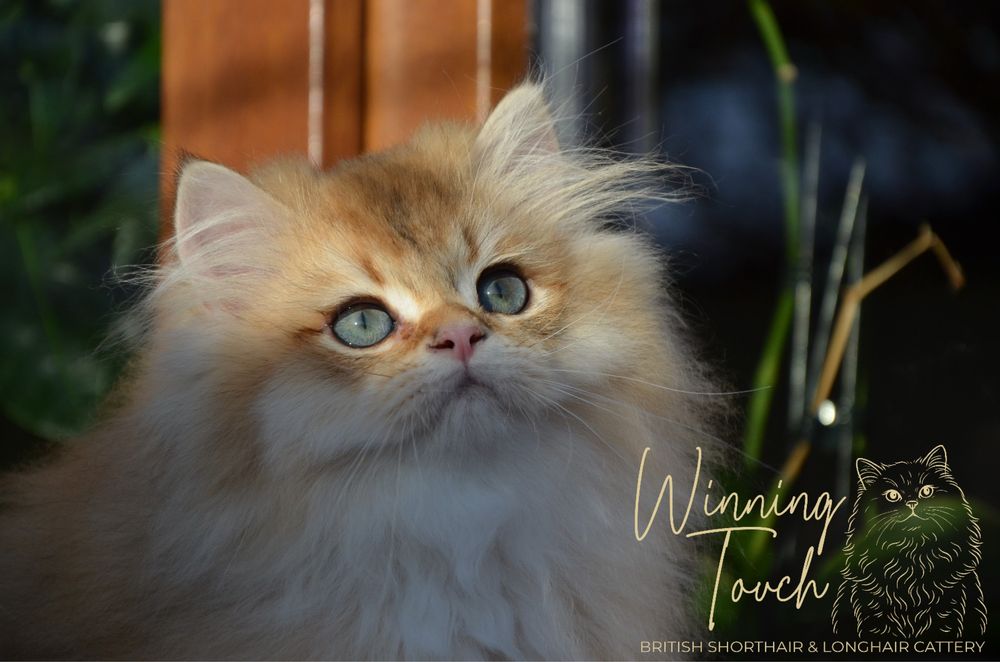 British longhair cu pedigree