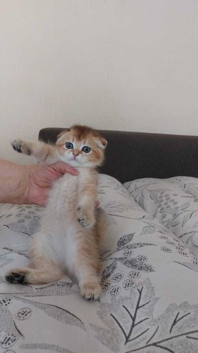 Шикарные Шотландские котята