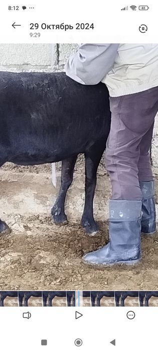 Uruģlikka zottor qoylar bor