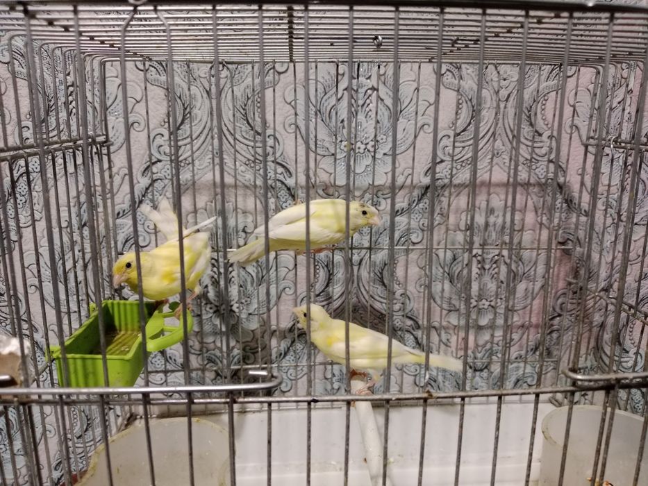 Продаётся канарейка