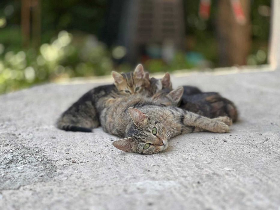 Подарявам котета