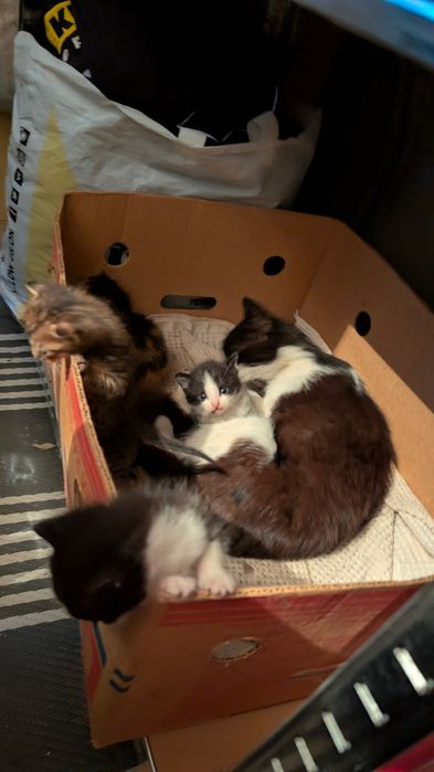 Подарявам котенца