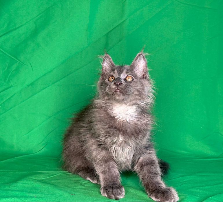 Продаются чистопородные котята мейнкун.