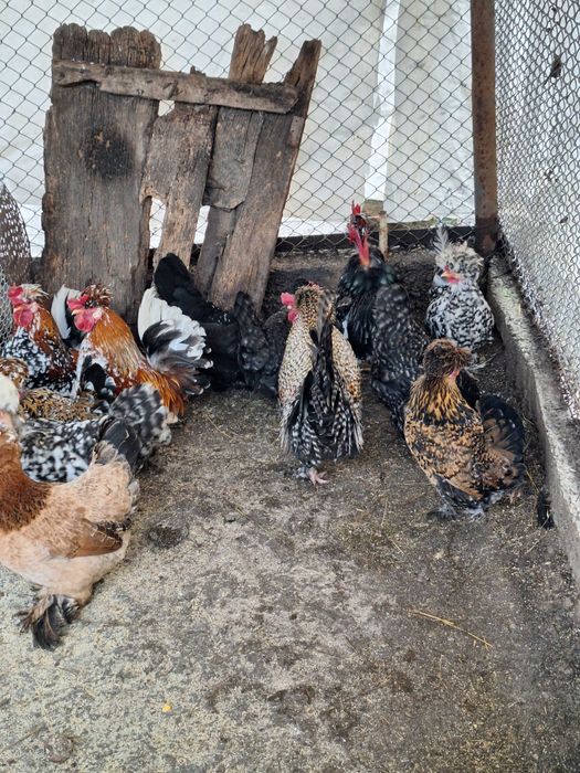 Продавам оплодени яйца от джинките на снимкитее