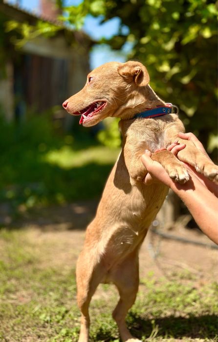 Нюша. Добрая девочка в семью.