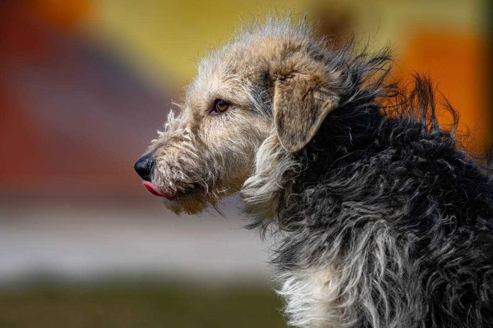 Собака (3 года) в добрые руки