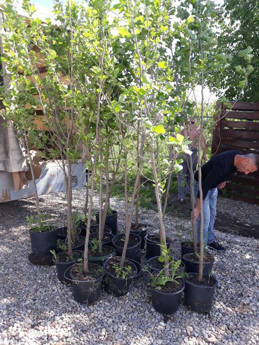 Platan  palmier tuia mesteacăn tei