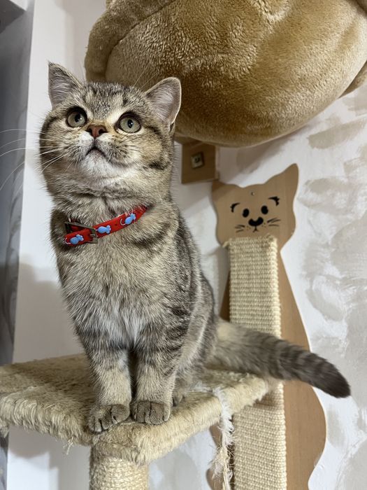 British Shorthair golden fetita 4 luni