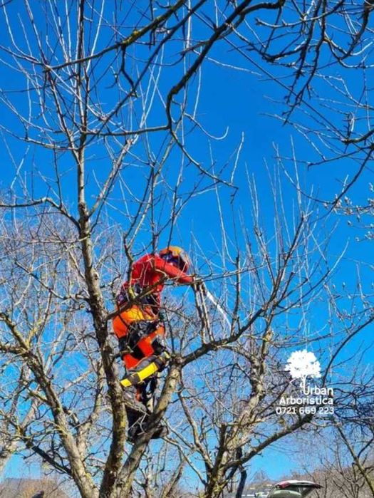 Toaletare Copaci Tăiere Arbori - Defrișare Copaci Periculoși pomi