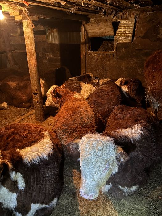 Ак бас букалар, белоголовые быки