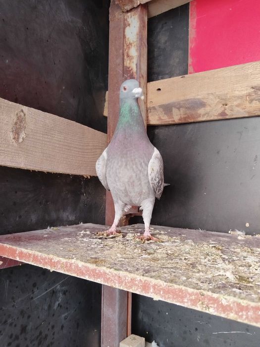 Продам голубей..