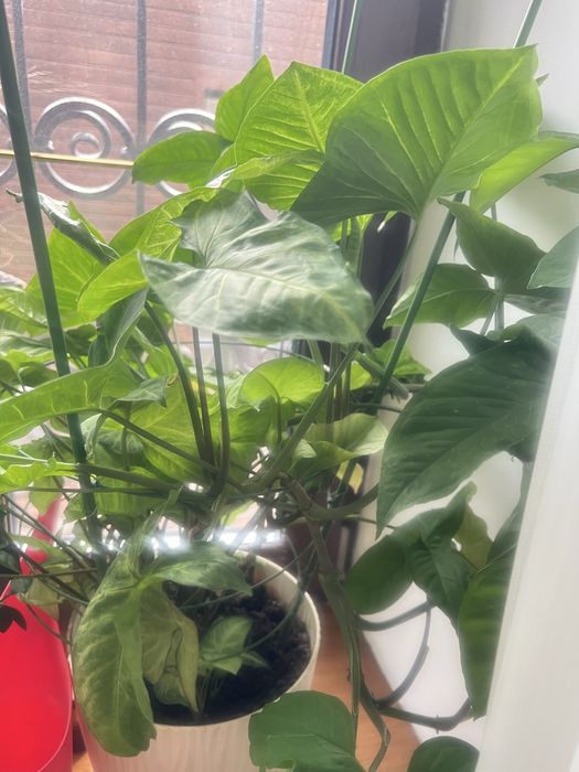 Живые цветы для офиса