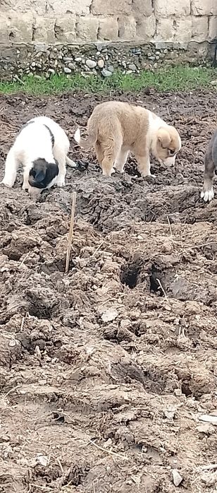 Алабай ұрғашы күшіктер