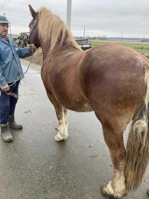 Iapã de vânzare !!!