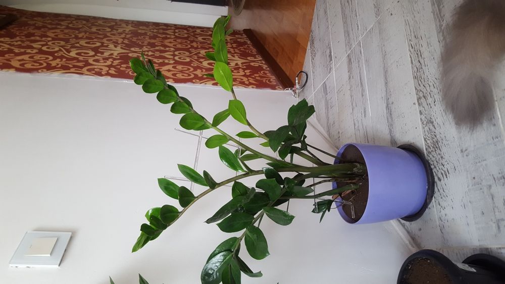 Долларовое дерево замиокулькас