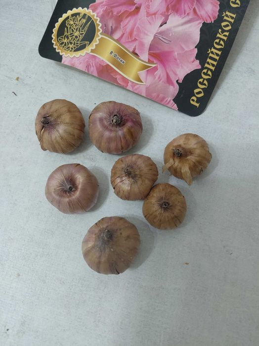 Гладиолусы луковицы