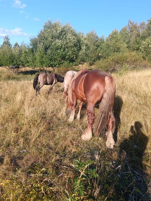 De vânzare 1 armăsar o manza si o iapa