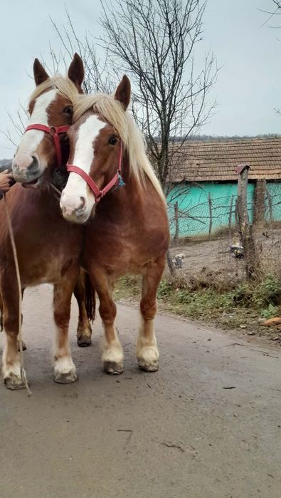 Schimb cu iapă neagră mânză și iapă cu acte
