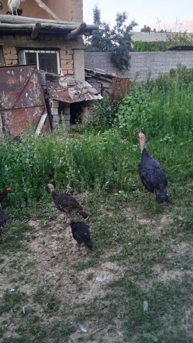 Куркалар сотилади 62 она-бола аралаш срочно
