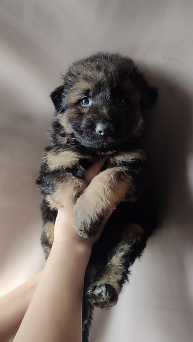 Продам щенков немецкой овчарки длинношерстной