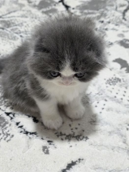 Красавец мальчик скотиш фолд