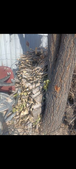 Дерево 50000тенге