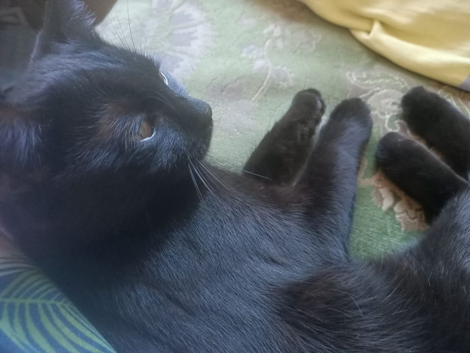 Бесплатно кошечка