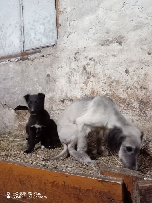 Тазы шашак кушик сатылады