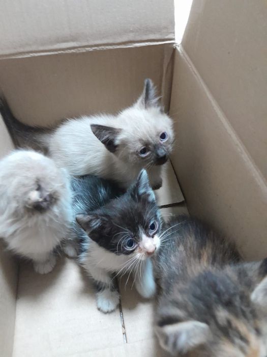 Отдам котят в добрые руки