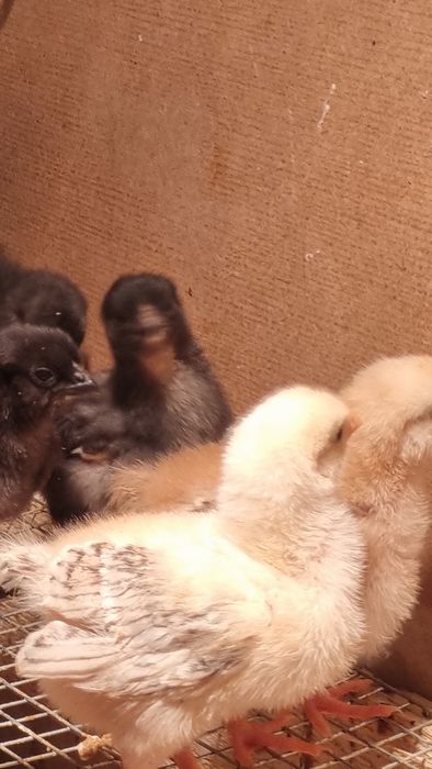 Хонаки жужалар! ДОМАШНЫЕ ЦЫПЛЯТА