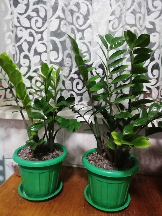 Цветы комнотные продам.