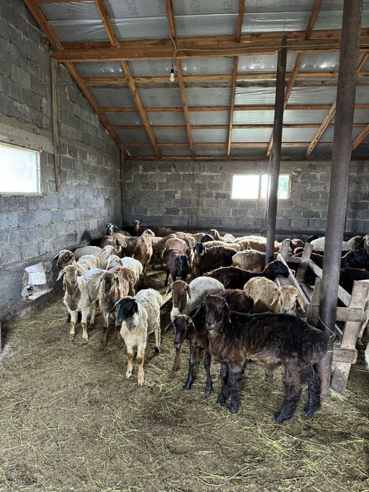 Продаю токты откорм