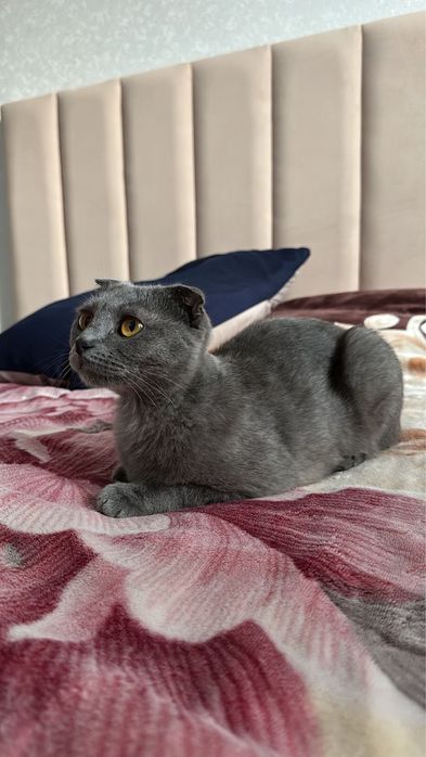 Отдаем породистую, домашнюю кошку в добрые руки