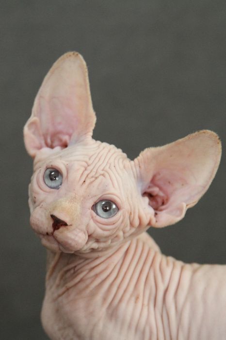 Котята, канадский сфинкс