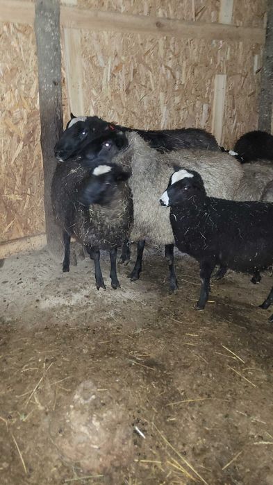 Vând berbec romanov cu varsta de 2 ani