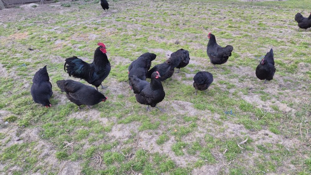 Oua proaspete/incubat de la gaini australorp negru