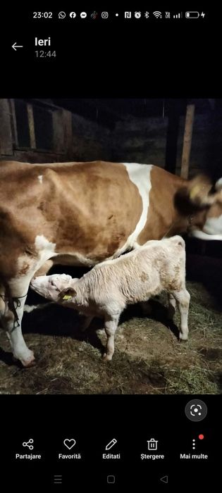 Vaca cu vitel ..