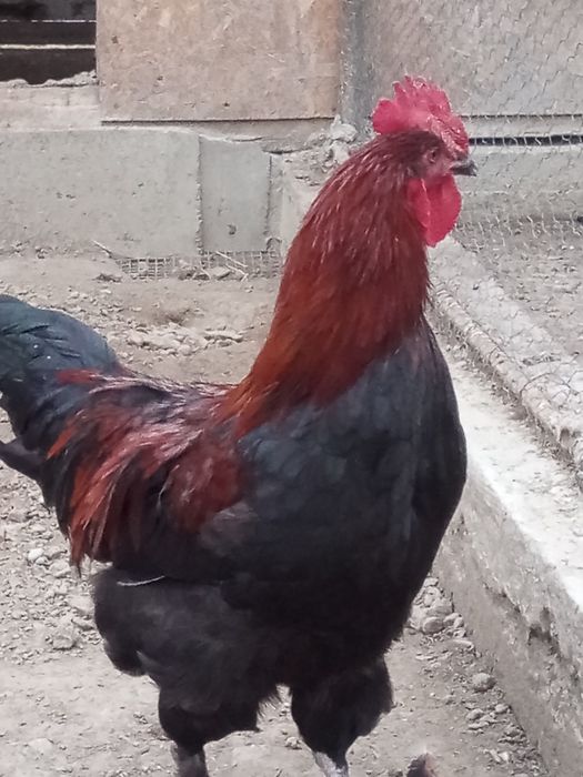 Cocos marans negru aramiu