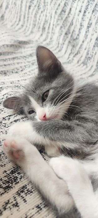 Отдам в добрые руки кошечку