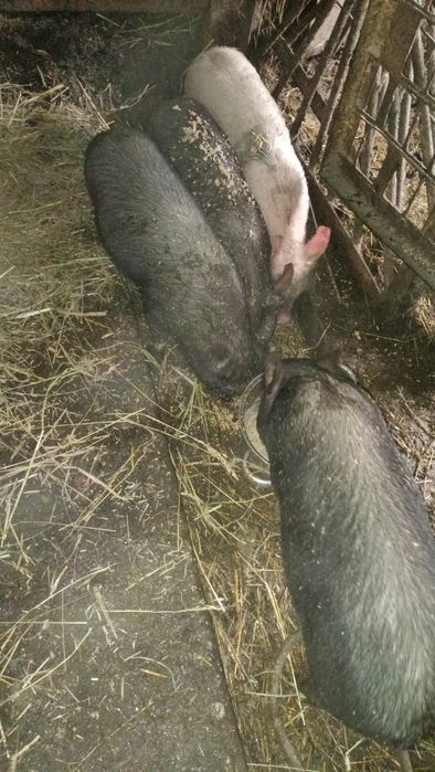 Продам поросят .Село Уварова.