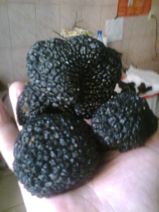 Puieti de alun micorizati cu trufe