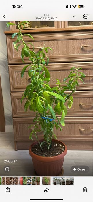 Продам комнатные цветы