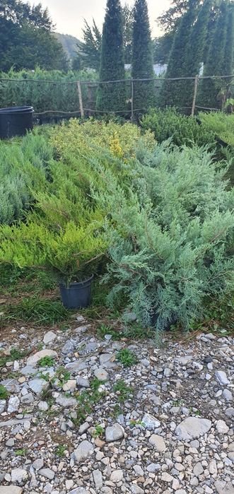 Plante ornamentale, cedru pendular, palmieri, măslin catalpa spirale