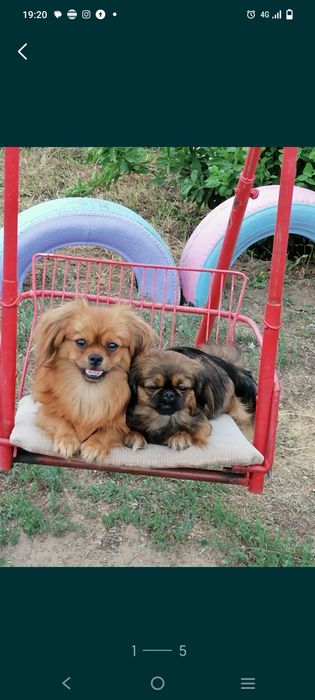 Продам или резерв щенков пекинес