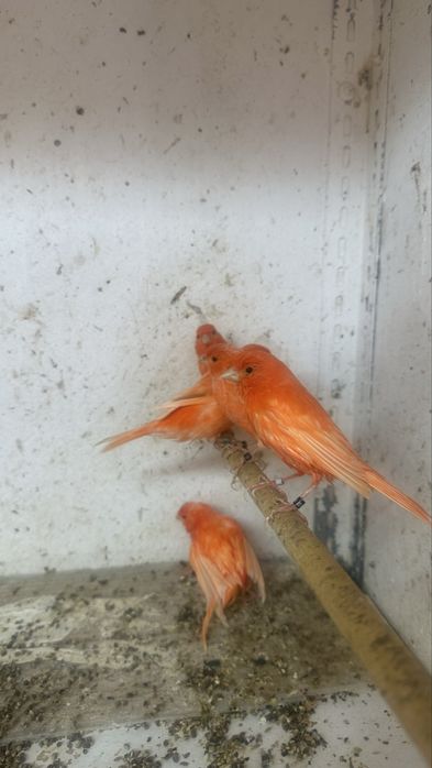 Canari diverse culori masculi/femele