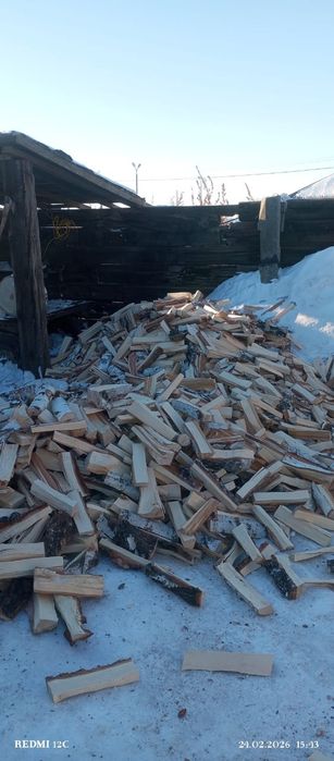 Берёза рубленная