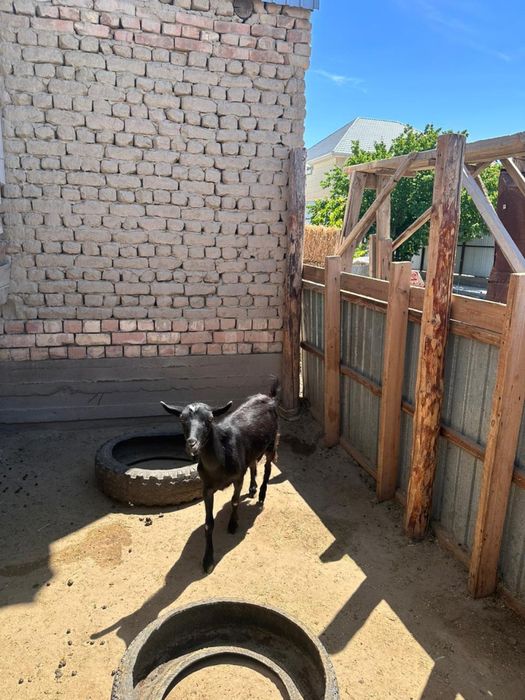 Асыл тұқымды , сүті мол ешкі сатылады