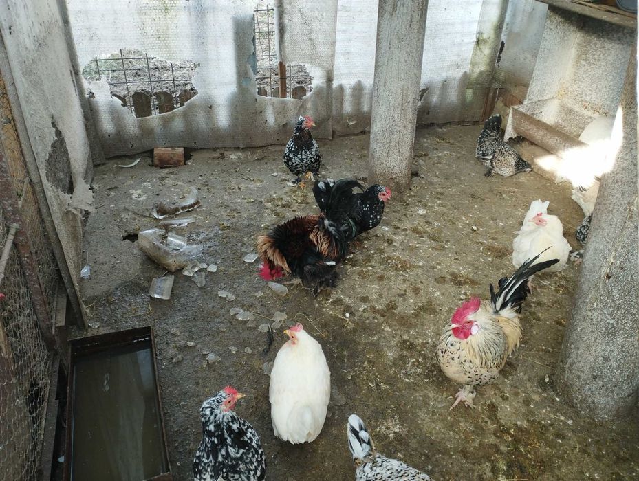 Vând găinușe și cocoșei pitici